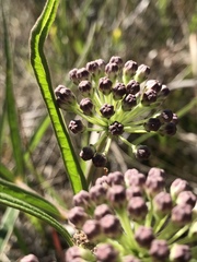 Asclepias longifolia