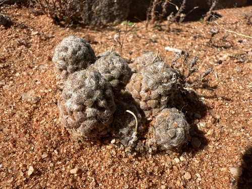 Rosa-do-deserto