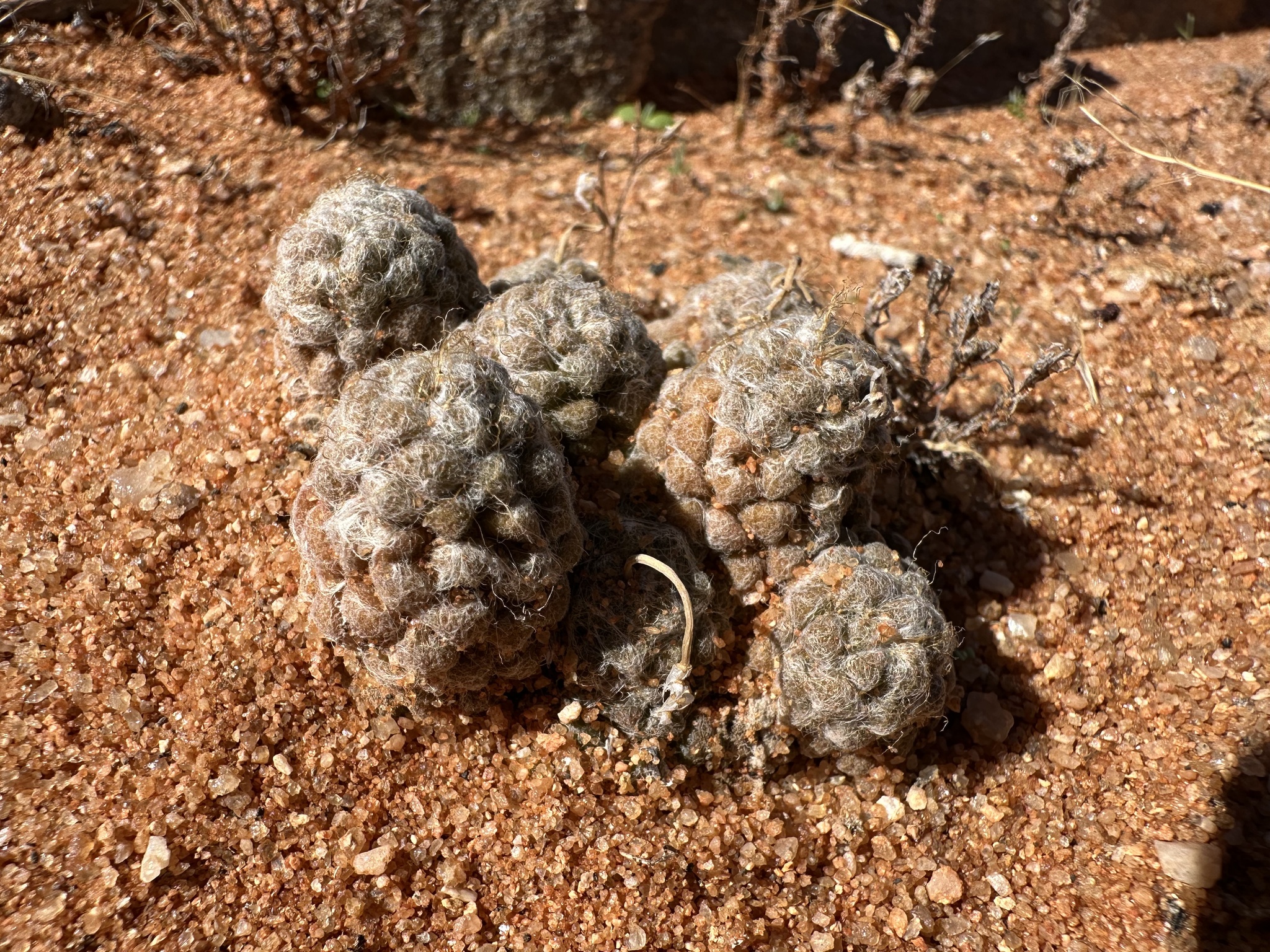 Imagem de Rosa-do-deserto