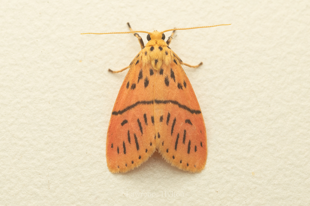 Miltochrista acteola