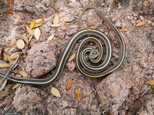 Texas Patchnose Snake, Salvadora lineata