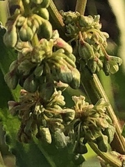 Rumex verticillatus
