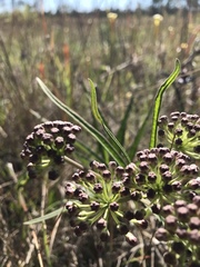 Asclepias longifolia