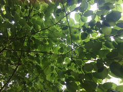 Tilia americana heterophylla