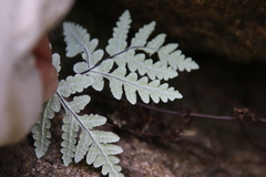 Pentagramma rebmanii