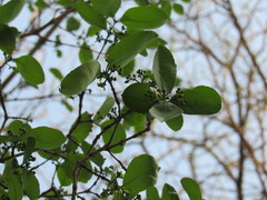 Semialarium mexicanum