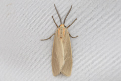 Pygarctia abdominalis