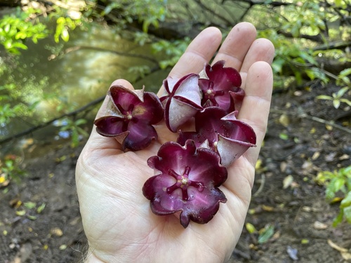 Hoya macgillivrayi F.M.Bailey
