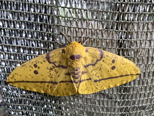 Imperial moth