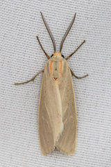 Pygarctia abdominalis