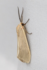 Pygarctia abdominalis