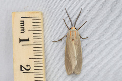 Pygarctia abdominalis