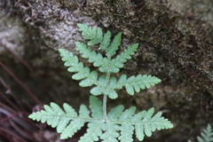 Pentagramma rebmanii