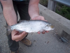 Hiodon alosoides