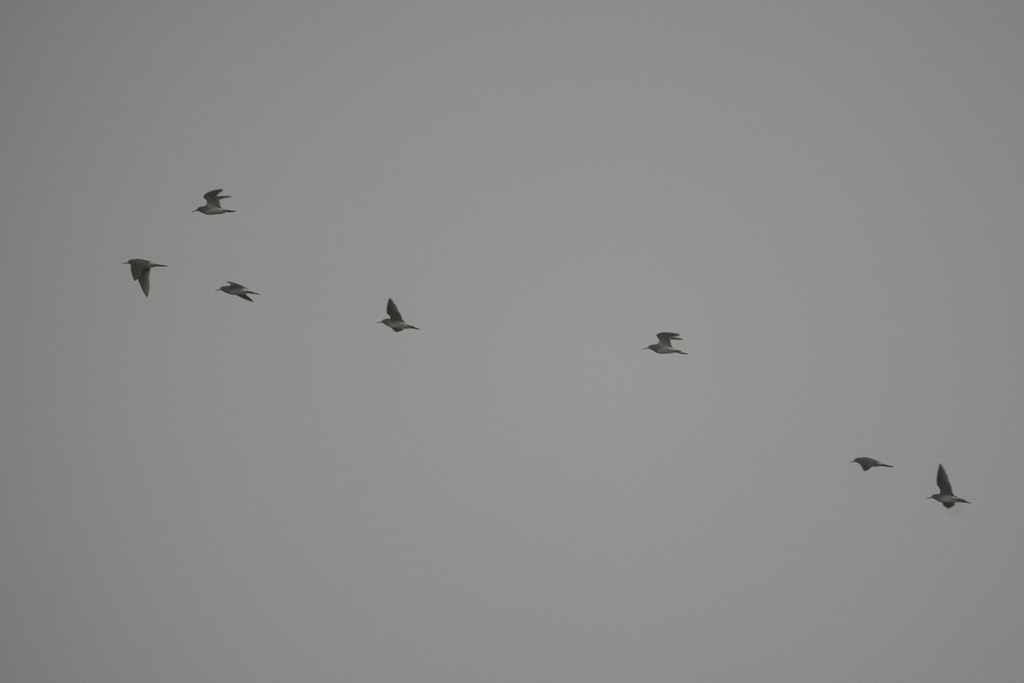 Shanks, Tattlers, and Allies from ??????????????????????????? on April 14, 2024 at 1152