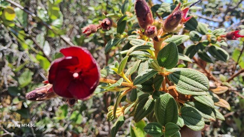 Chaetogastra grossa, photograph 2