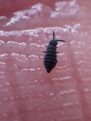 Water Springtail, Halifax Regional Municipality, NS, Canada, photo 9 of 10