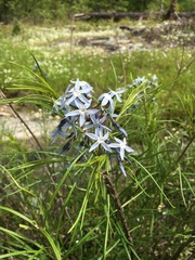 Amsonia hubrichtii