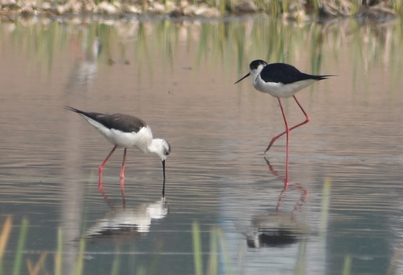 Black-winged Stilt