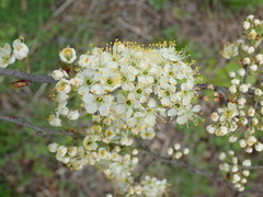 Prunus maritima