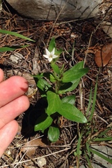 Spigelia hedyotidea
