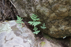 Pentagramma rebmanii