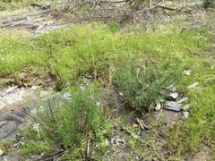 Amsonia hubrichtii
