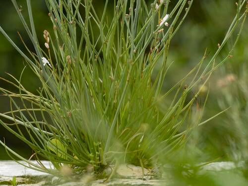 Onion-Leafed Asphodel
