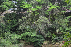 Nycticorax nycticorax