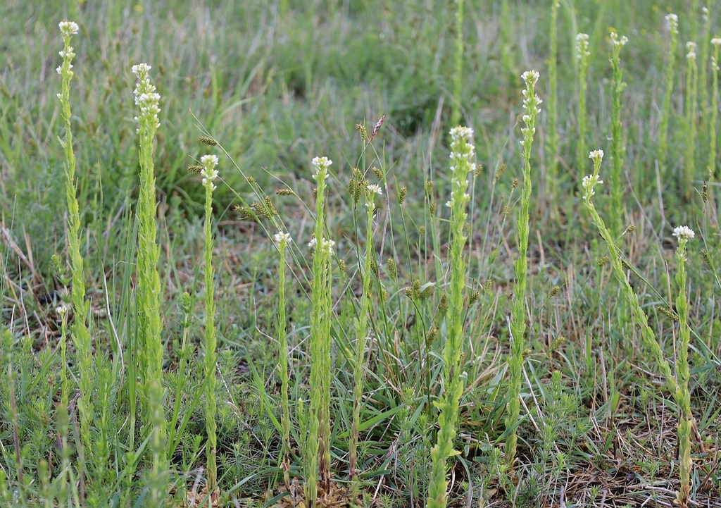 Arabis planisiliqua (Arabis planisiliqua)