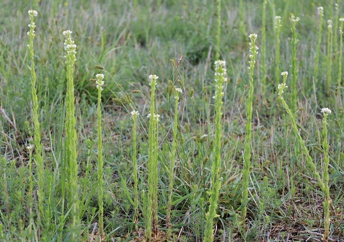 Representative image of Arabis planisiliqua