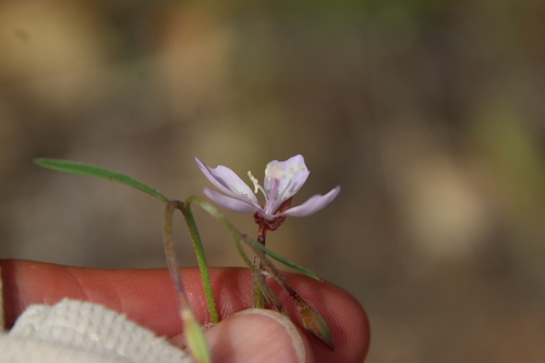 Image of Clarkia similis by (c) Millie Basden, some rights reserved (CC BY)