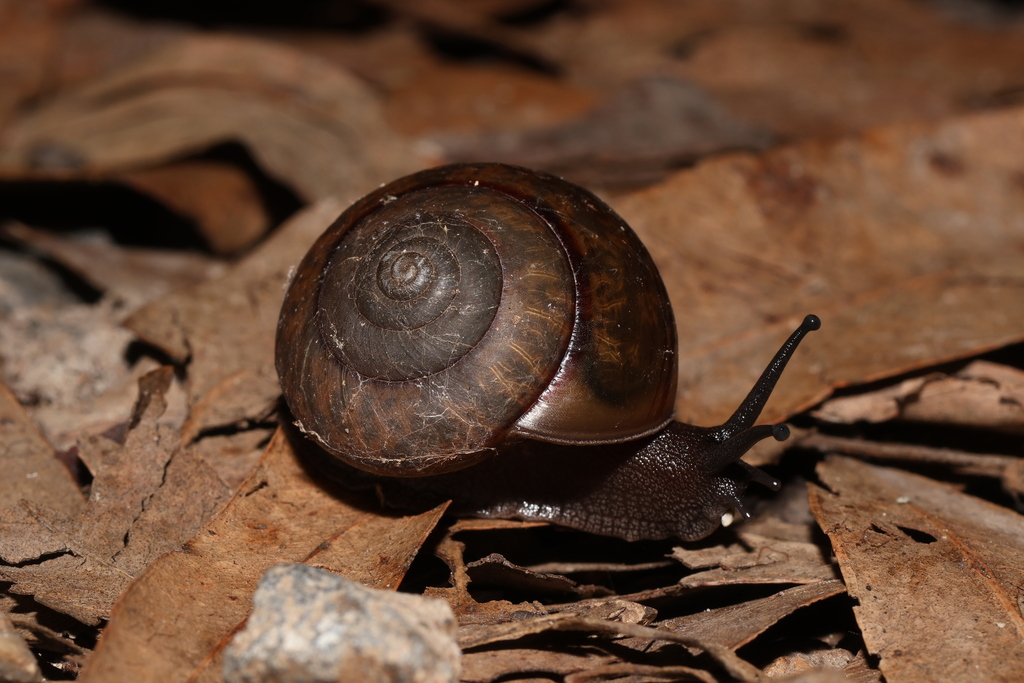 Fraser's Banded Snail from Mount Coot-Tha QLD 4066, Australia on April ...