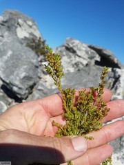 Erica axillaris