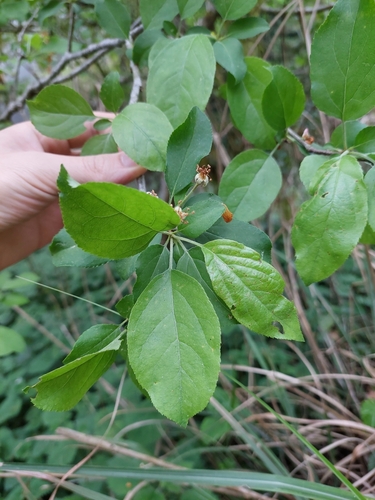 Image of Malus hupehensis by (c) Jason, some rights reserved (CC BY)