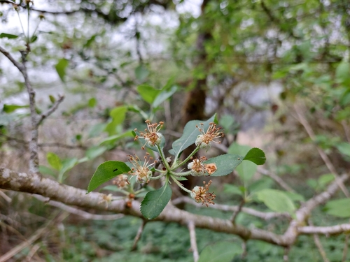 Image of Malus hupehensis by (c) Jason, some rights reserved (CC BY)