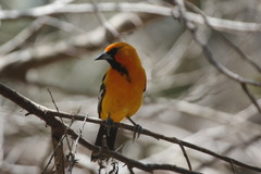 Icterus pustulatus graysonii