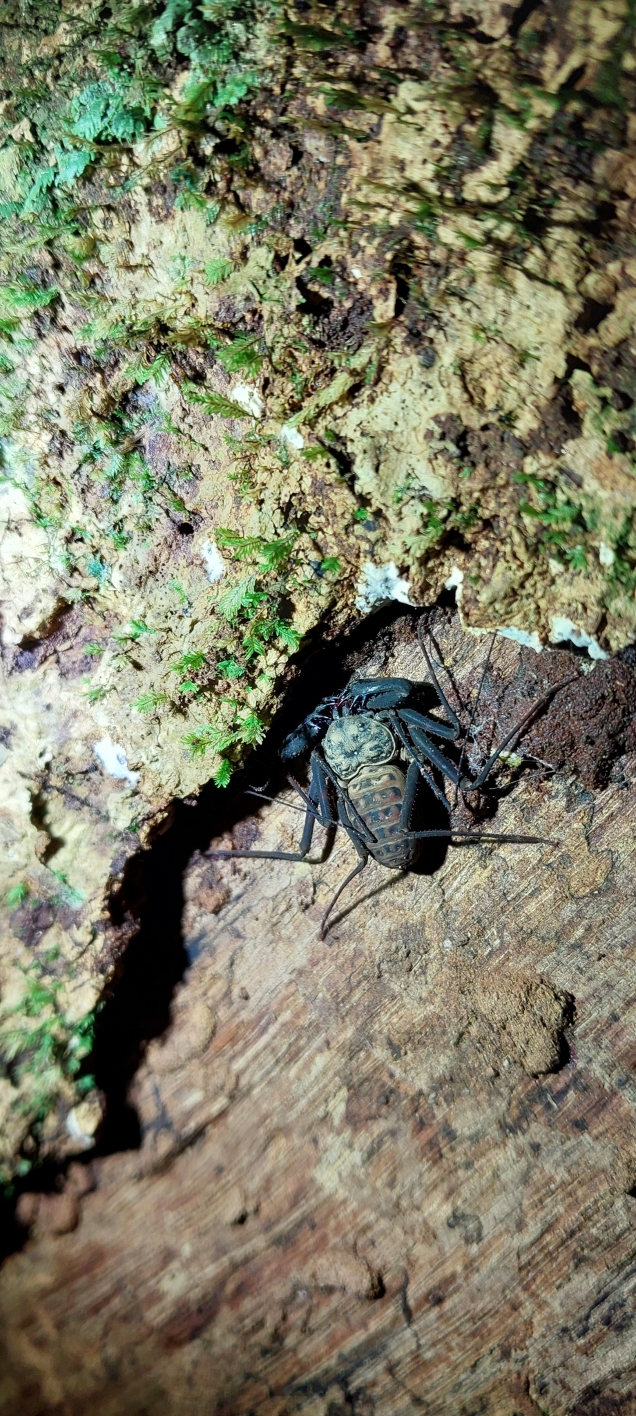 Charinus neocaledonicus Kraepelin, 1895
