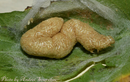 Copidosoma floridanum observed 2024-04-19