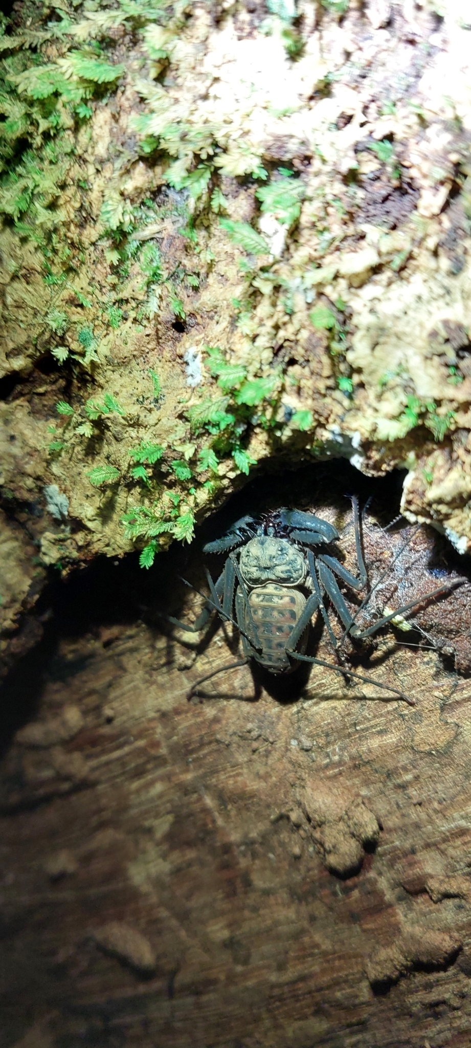 Charinus neocaledonicus Kraepelin, 1895