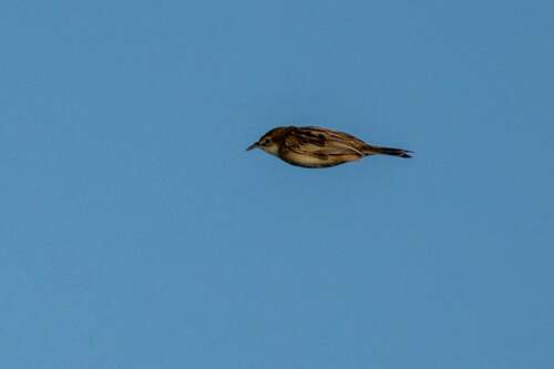 Cistícola buitrón (Cisticola juncidis)
