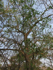 Semialarium mexicanum