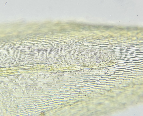 Image of Lesser Striated Feather-Moss (Plasteurhynchium striatulum) by (c) Helen Waterman, some rights reserved (CC BY)