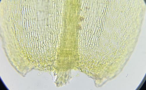 Image of Plasteurhynchium striatulum by (c) Helen Waterman, some rights reserved (CC BY)