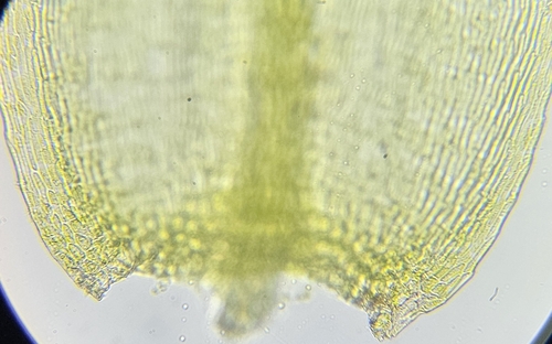 Image of Plasteurhynchium striatulum by (c) Helen Waterman, some rights reserved (CC BY)