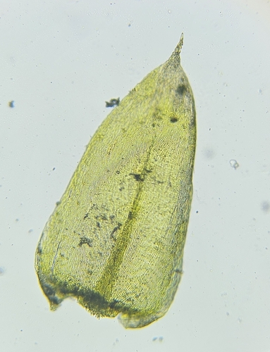 Image of Lesser Striated Feather-Moss (Plasteurhynchium striatulum) by (c) Helen Waterman, some rights reserved (CC BY)