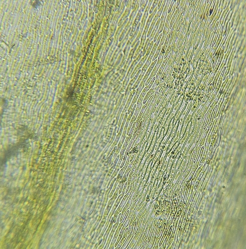 Image of Plasteurhynchium striatulum by (c) Helen Waterman, some rights reserved (CC BY)