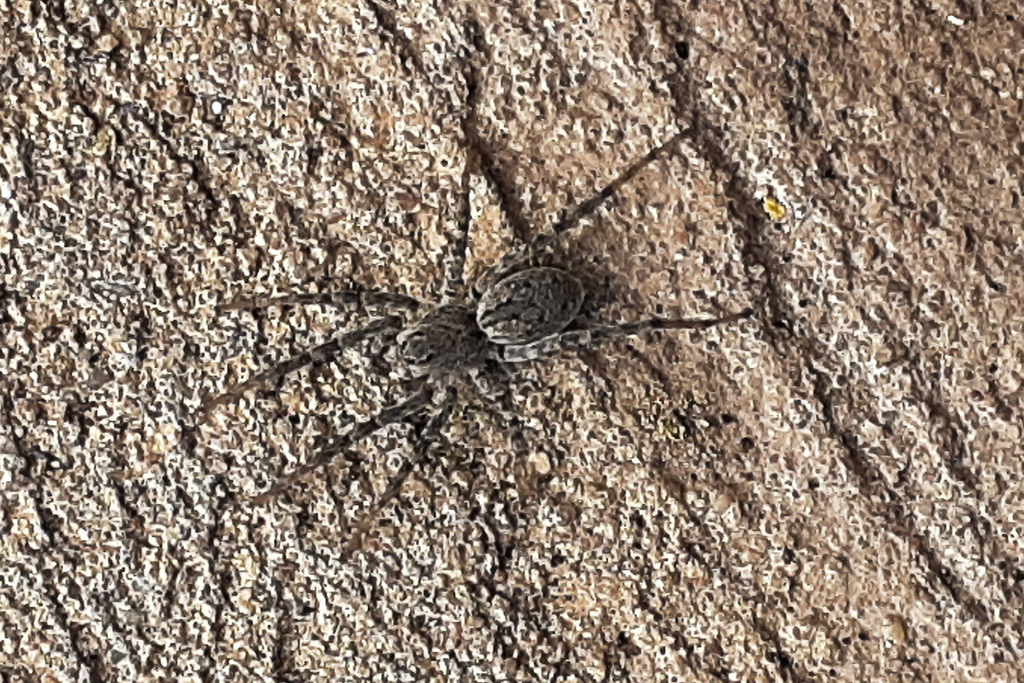 Grey Wolf Spider from Murray Bridge SA, Australia on April 19, 2024 at ...