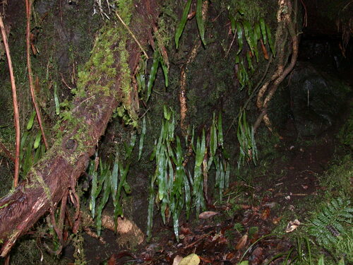 Oreogrammitis hookeri observed 2002-06-26