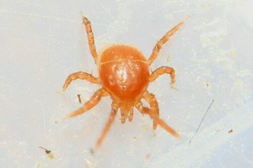 Poecilochirus necrophori